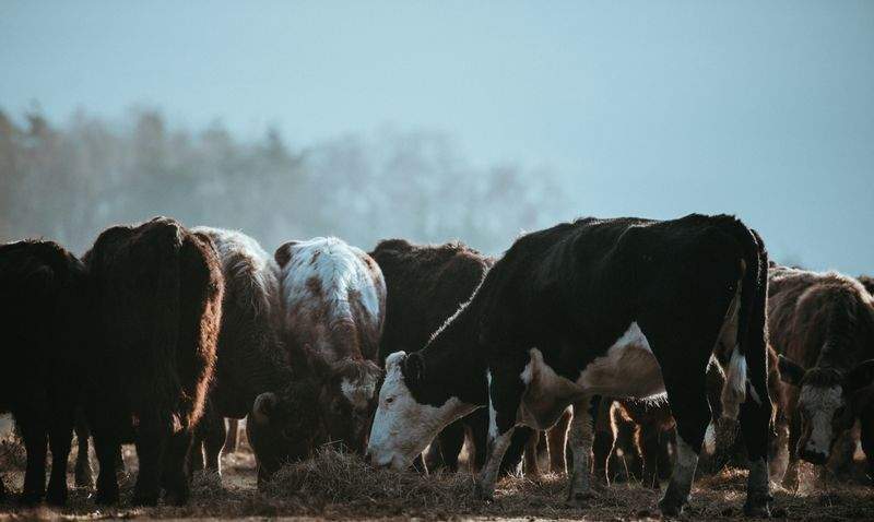 La importancia de la alimentación en cada etapa del animal